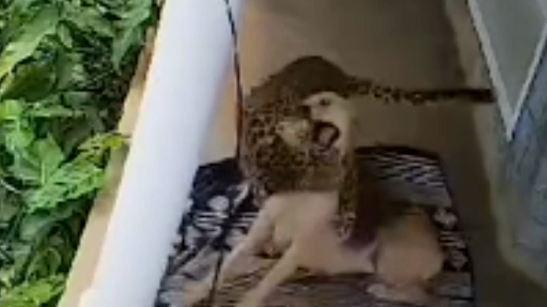 Video: Schlafender Hund konnte nur mit Glück einem Leoparden entkommen