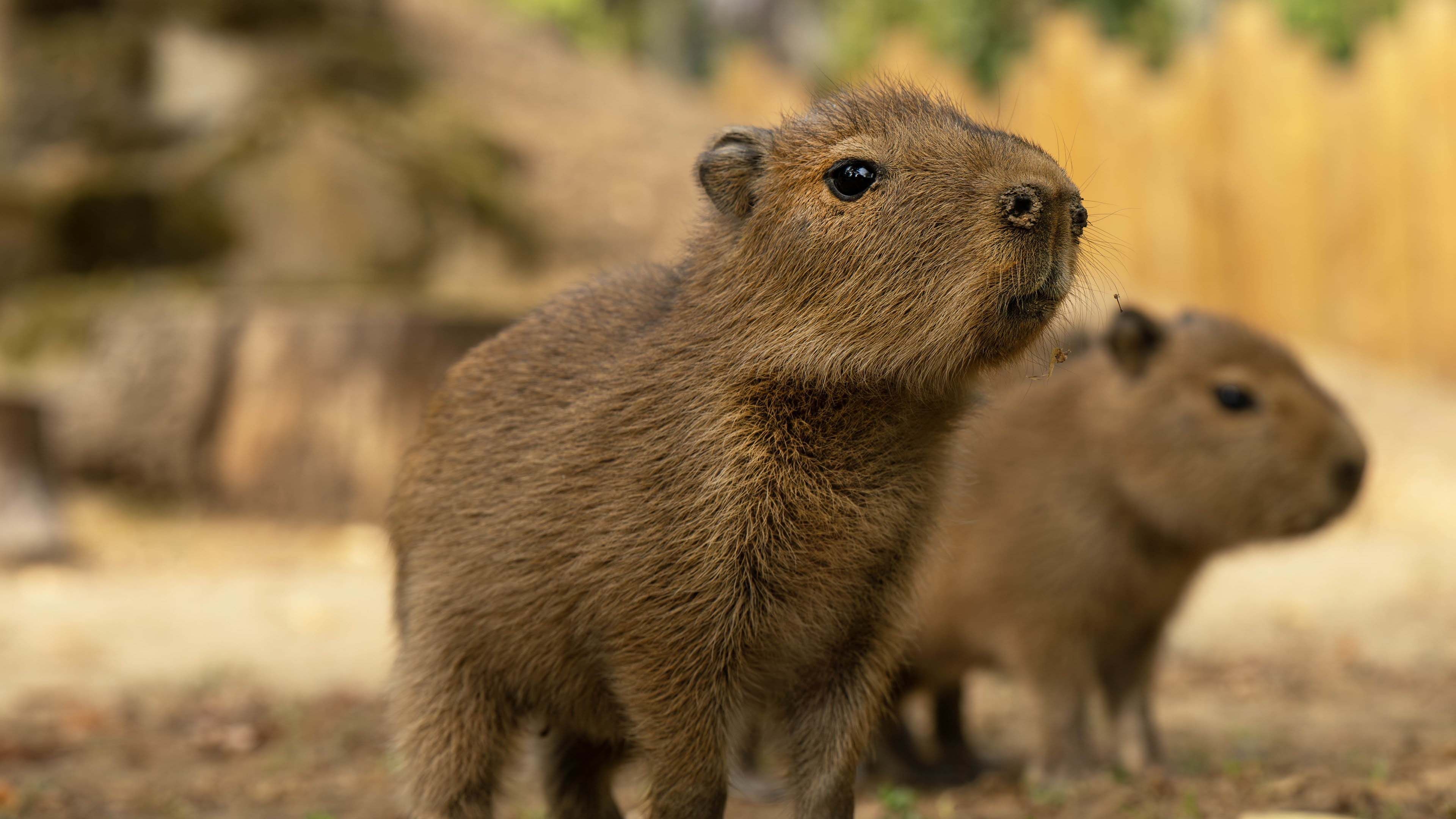 Video: Fünf Capybara-Jungtiere in britischem Zoo geboren