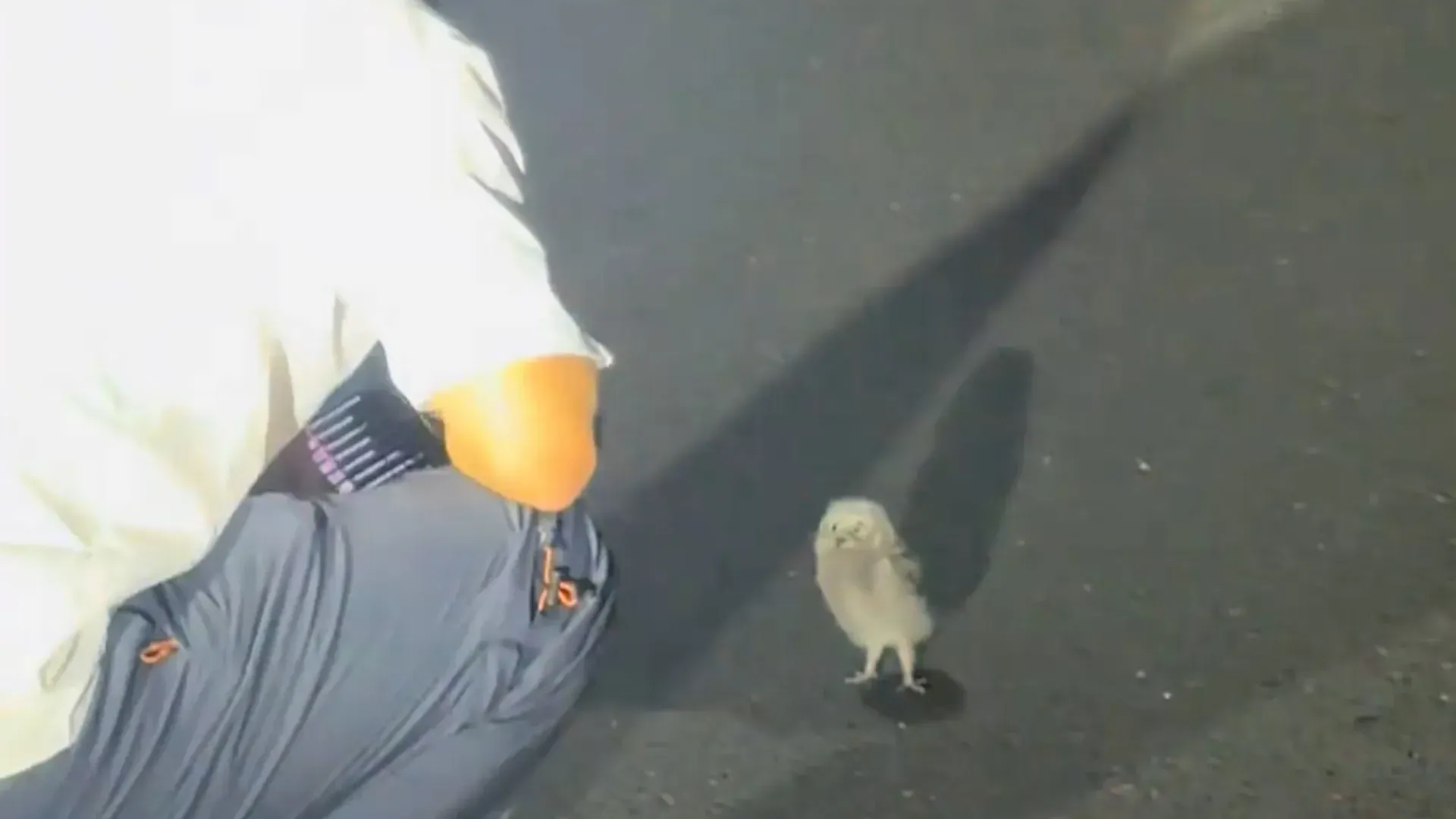 Video: Mann findet geschützte Eule am Straßenrand – und die beiden singen ein Duett
