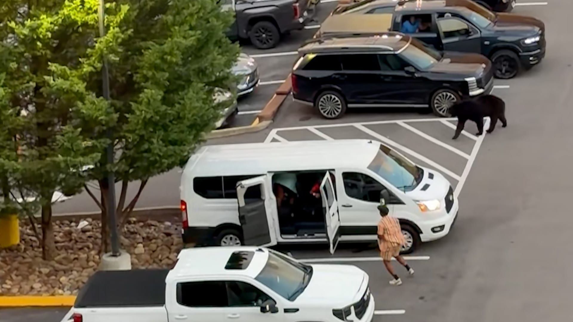 Video: Ein Bär, der beim Durchwühlen eines Mülleimers aufgeschreckt wurde, sprintet über einen Parkplatz