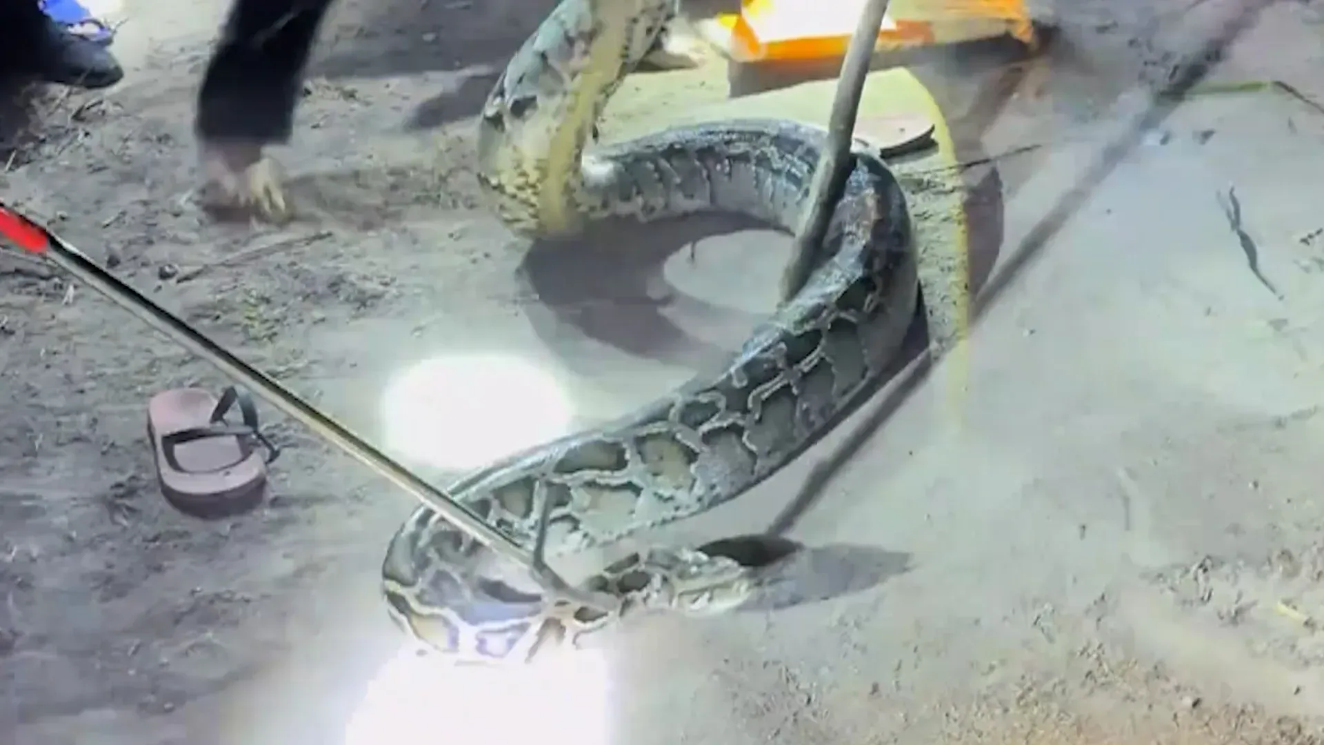 Video: Gewaltiger Python entdeckt: Anwohner halten Schlange bis zum Eintreffen der Feuerwehr fest