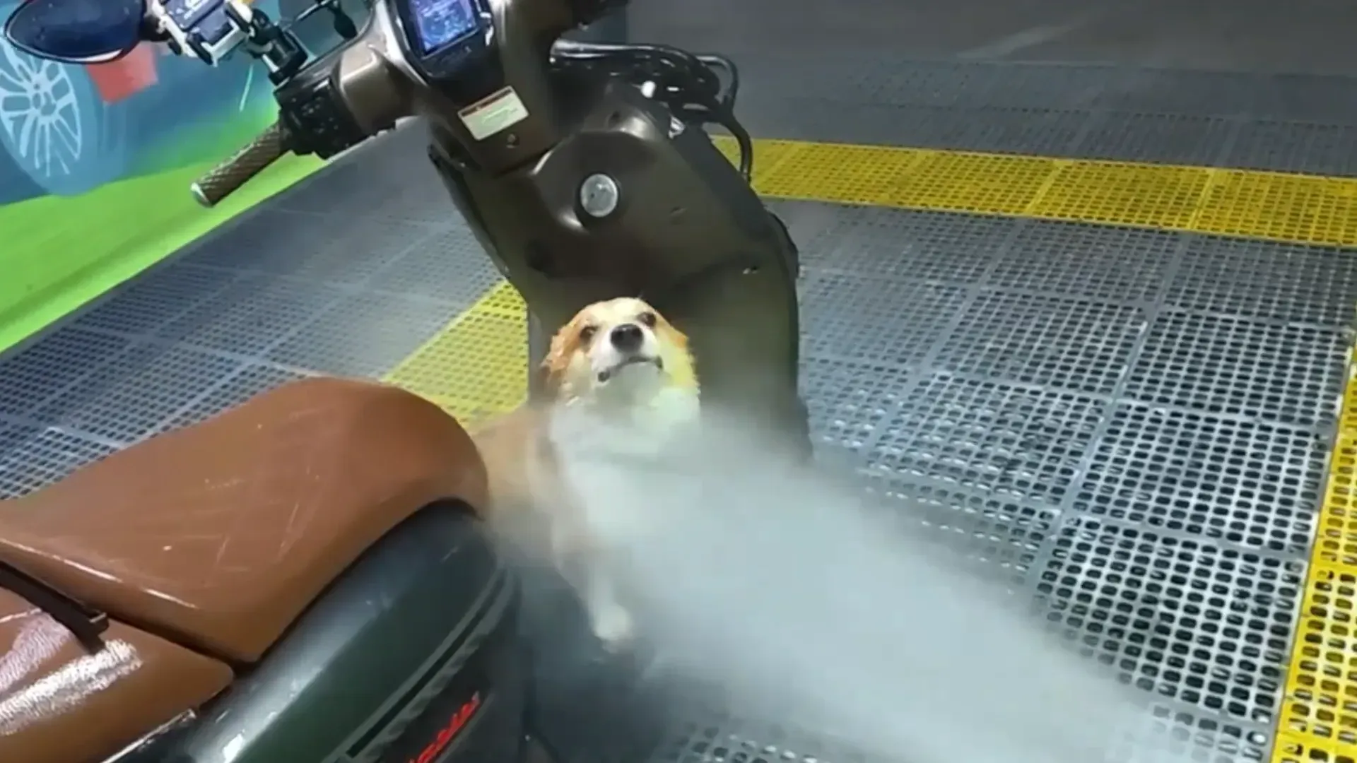 Video: Hund wird beim Motorradwaschen in China gleich mitgewaschen