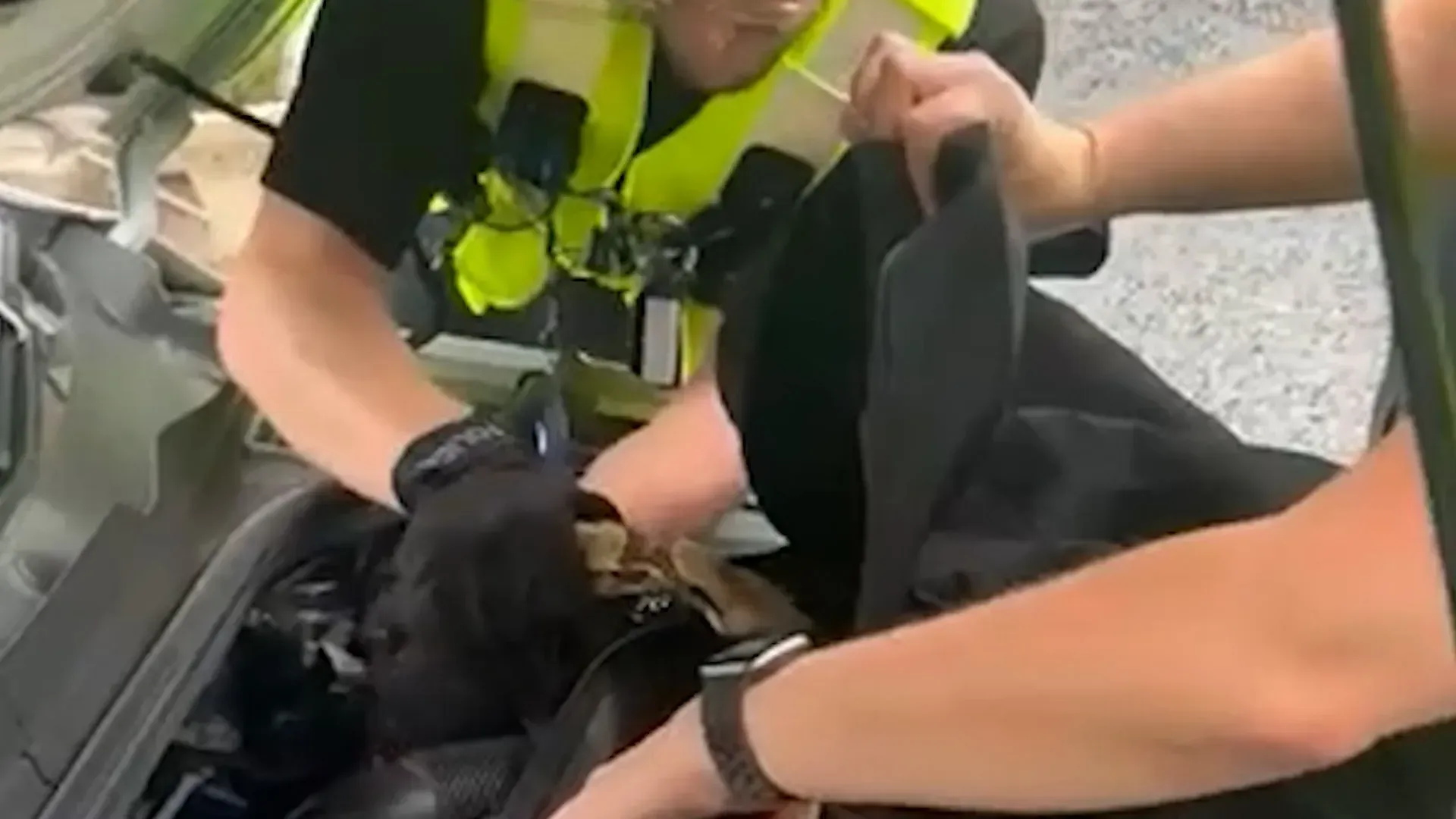 Video: 1,2 m lange Boa Constrictor in Motorraum eines Autos eingerollt gefunden