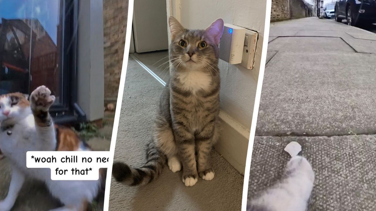 Video: Katzenbesitzer entdeckt das geheime Leben seines Haustiers, nachdem er es mit einer Halsbandkamera ausgestattet hat