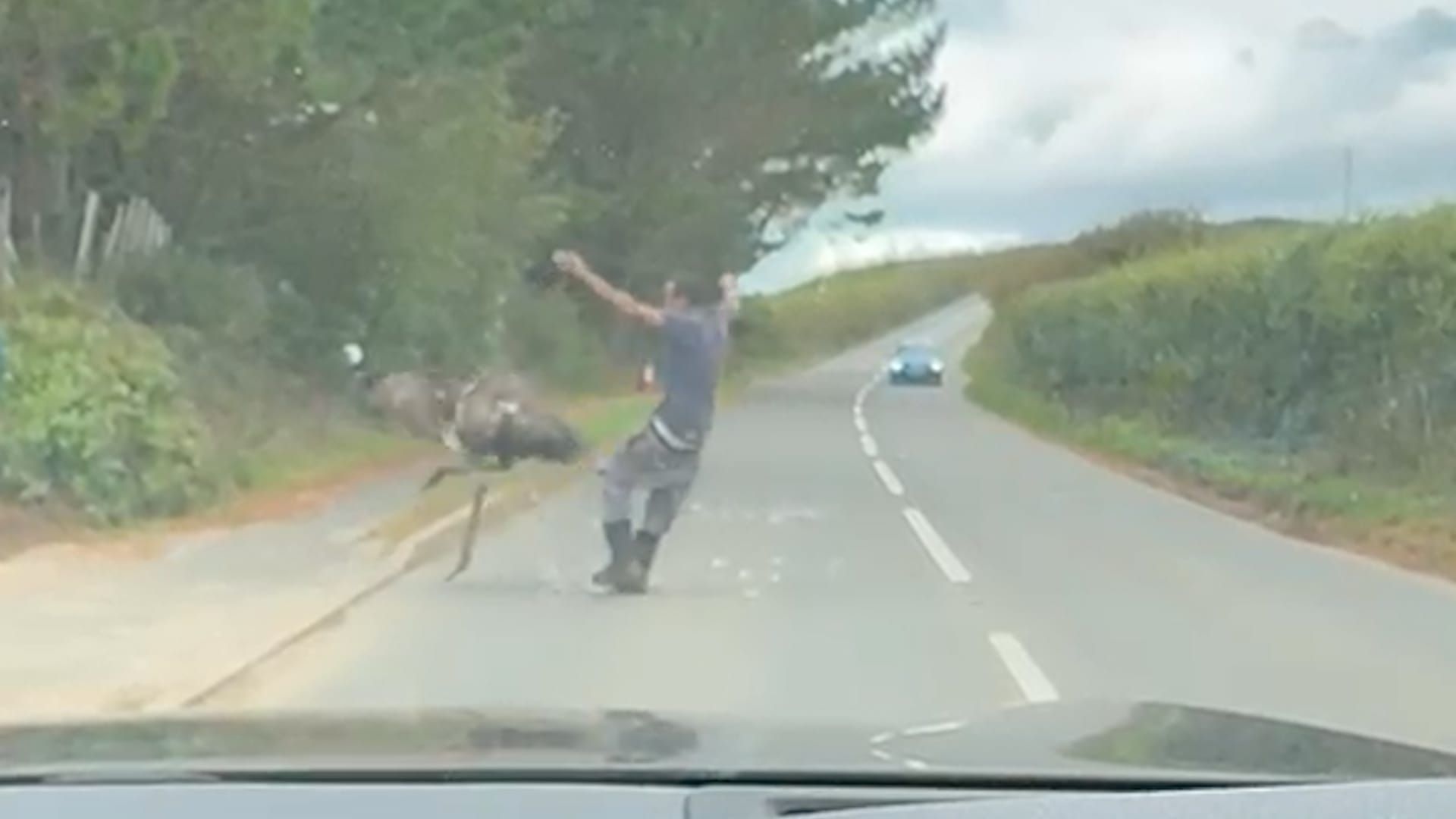 Video: Mann versucht ausgebüxten Emu einzufangen – dann rammt ihn der Vogel zu Boden