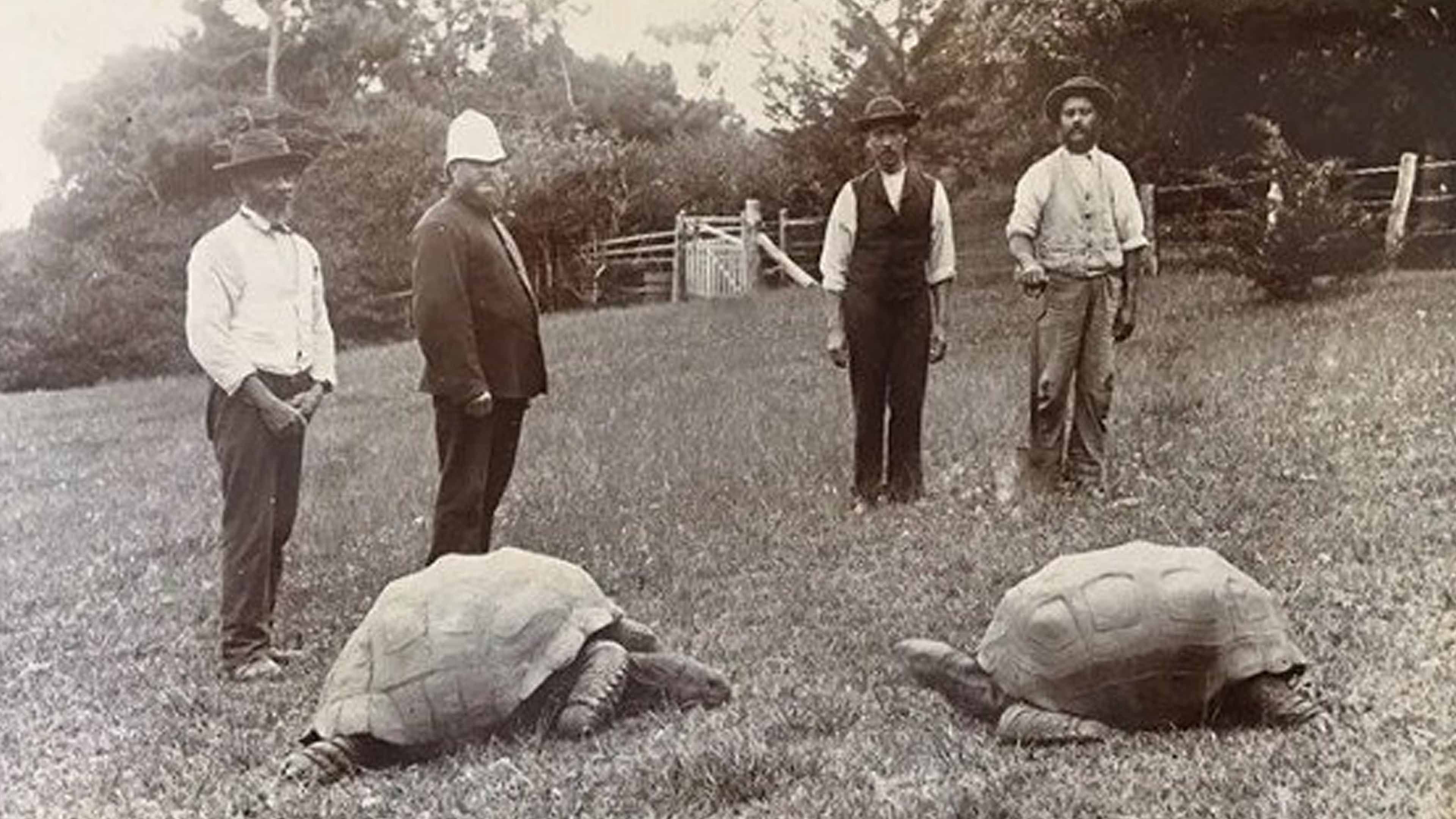 Video: Riesenschildkröte könnte der Schlüssel zu einem Leben bis 200 sein