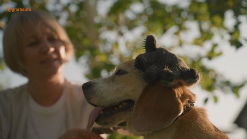 Hundehaare im Wald knnen Vgel tten