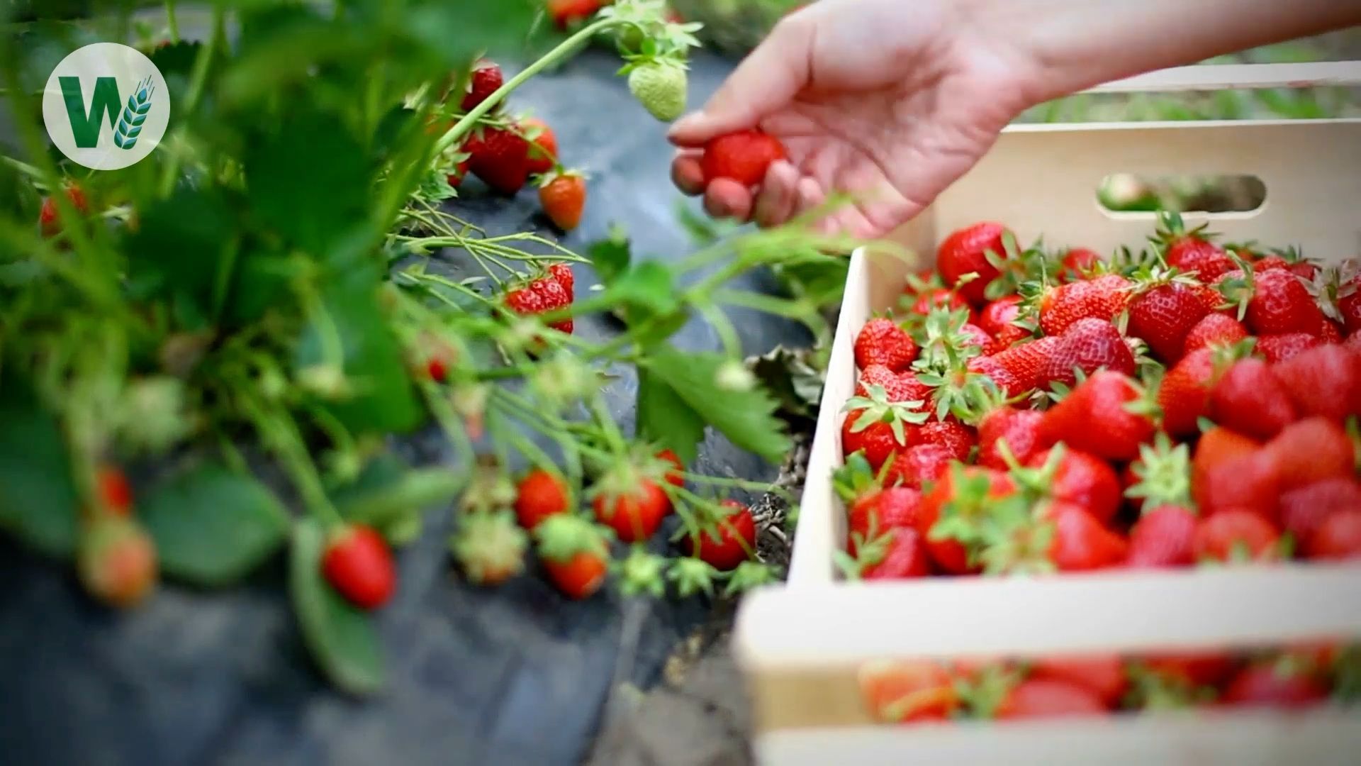 Vacuuming and Freezing: Keeping Flavors and Vitamins of Fruits and Vegetables Fresh