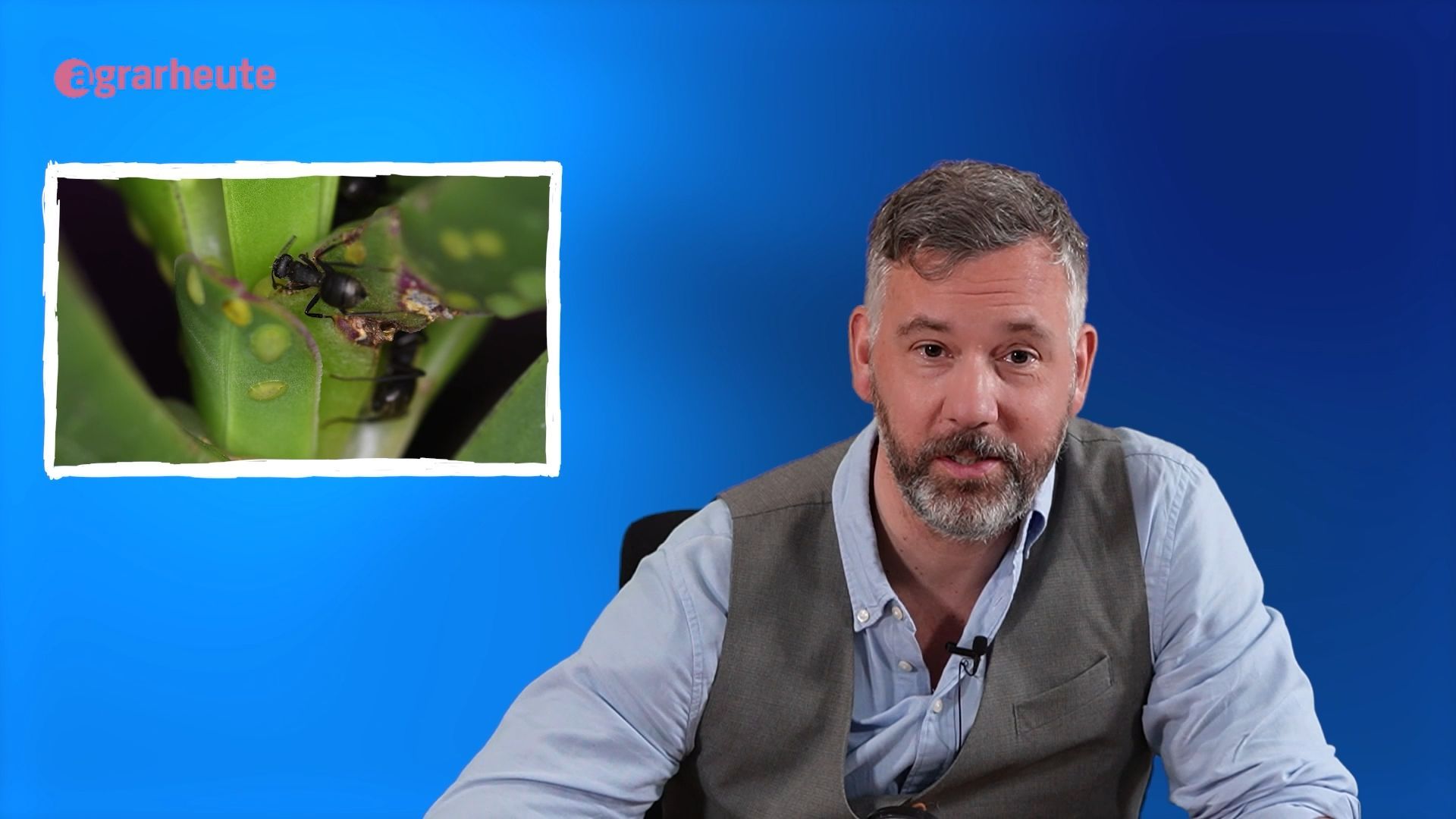 Ants - why insects are farmers in miniature