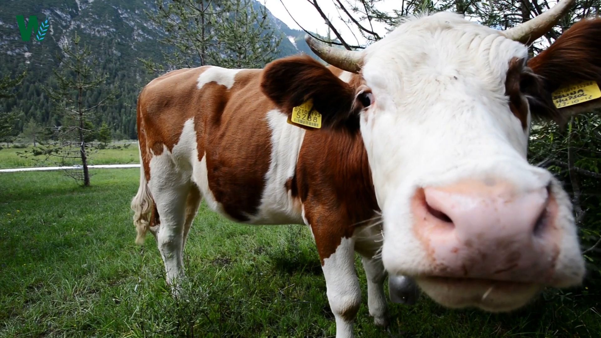Ban on Dogs on the Alpine Pasture: Safety for Hikers and Livestock?