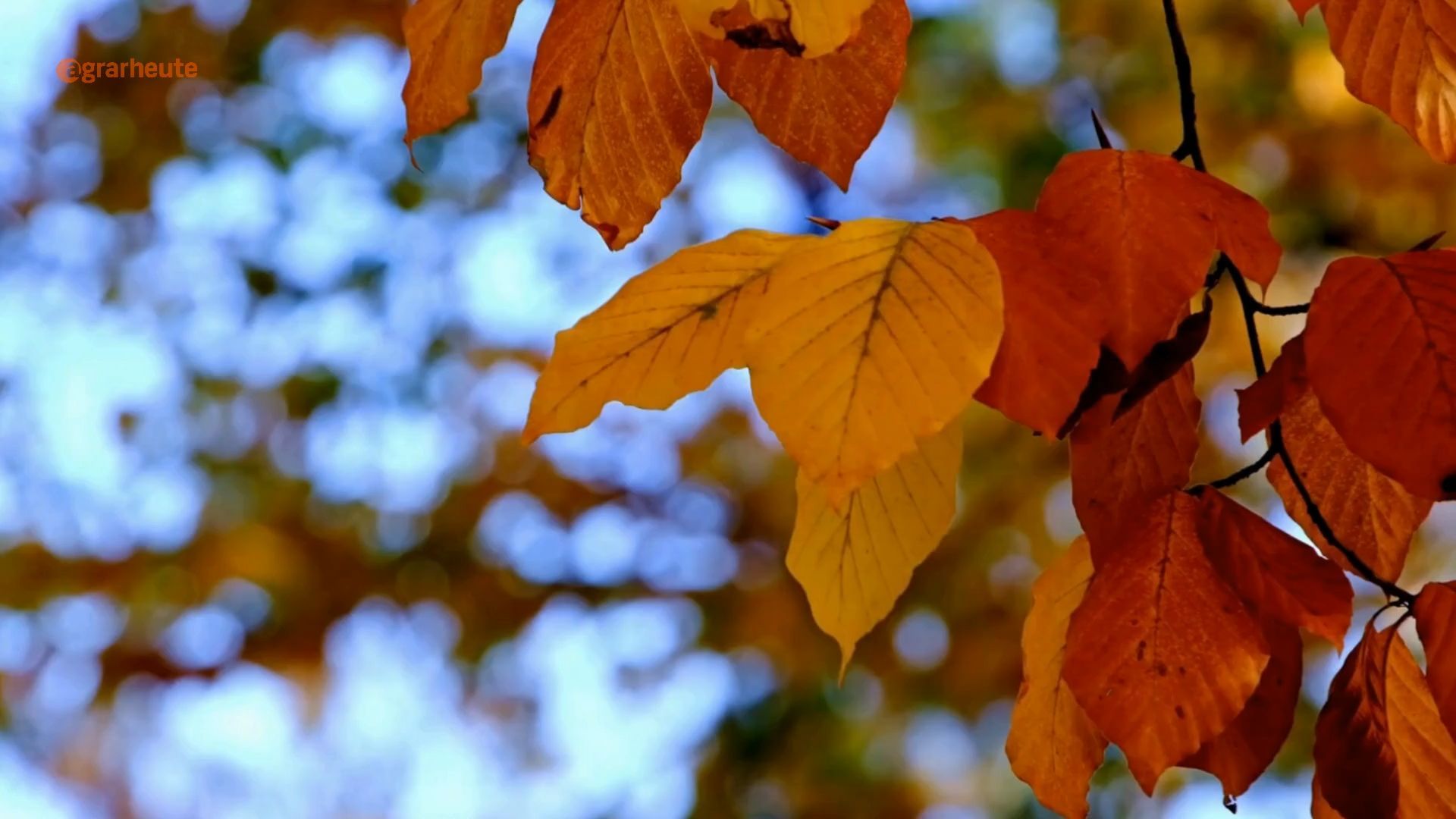 Leaves in the Garden: When Neighbors Can Demand Compensation