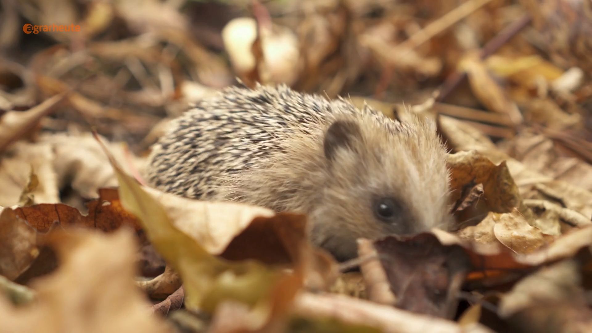 Disposing of Garden Leaves in the Forest - What's Allowed and What's Not