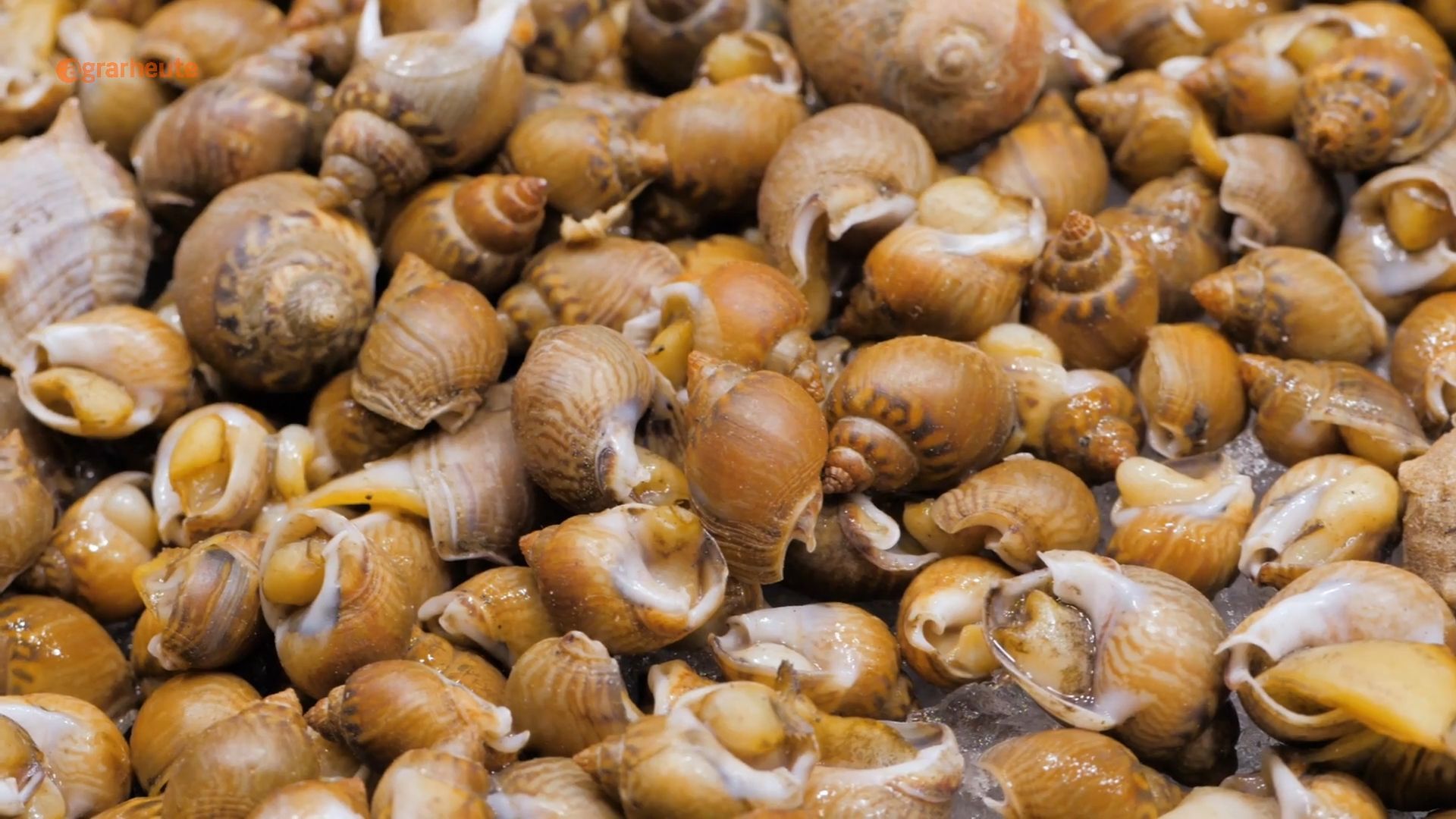 Become a farmer Snails worth 90,000 euros stolen