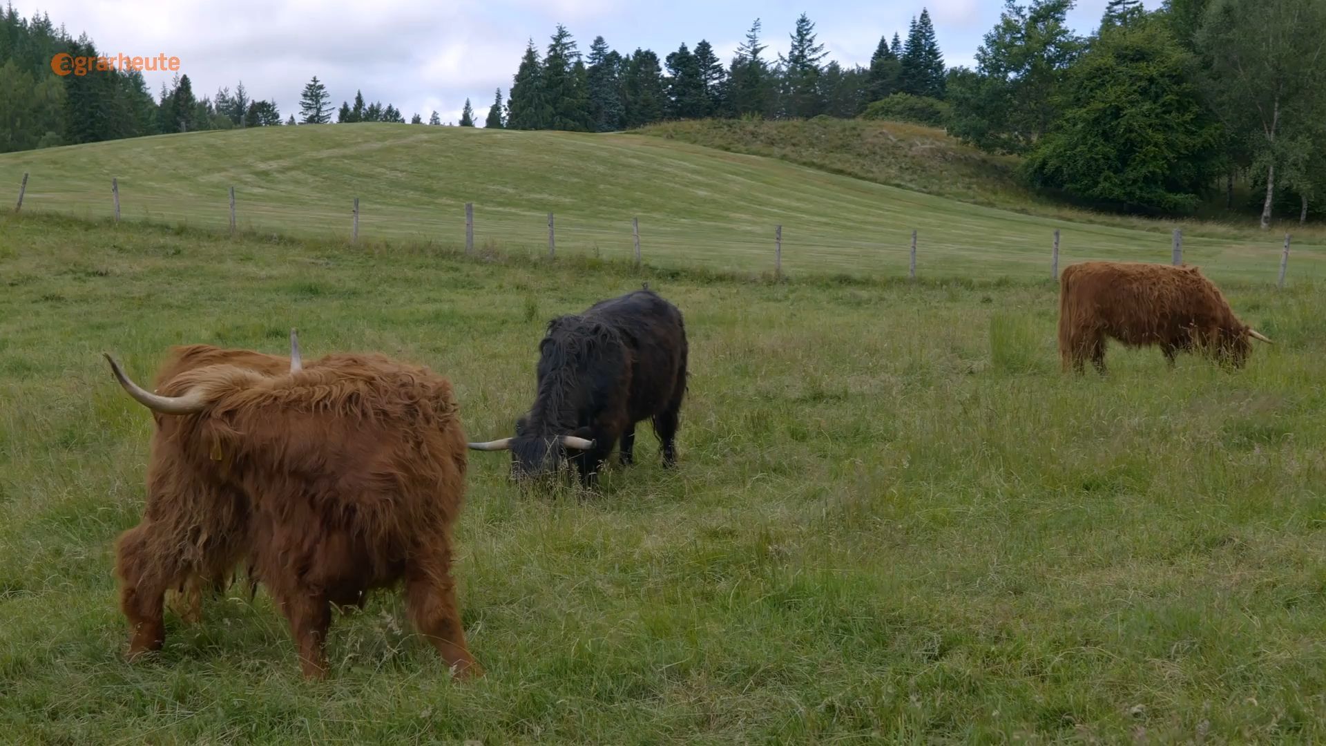 Farmer builds tall fence around pasture - Building authority orders removal of pasture fence