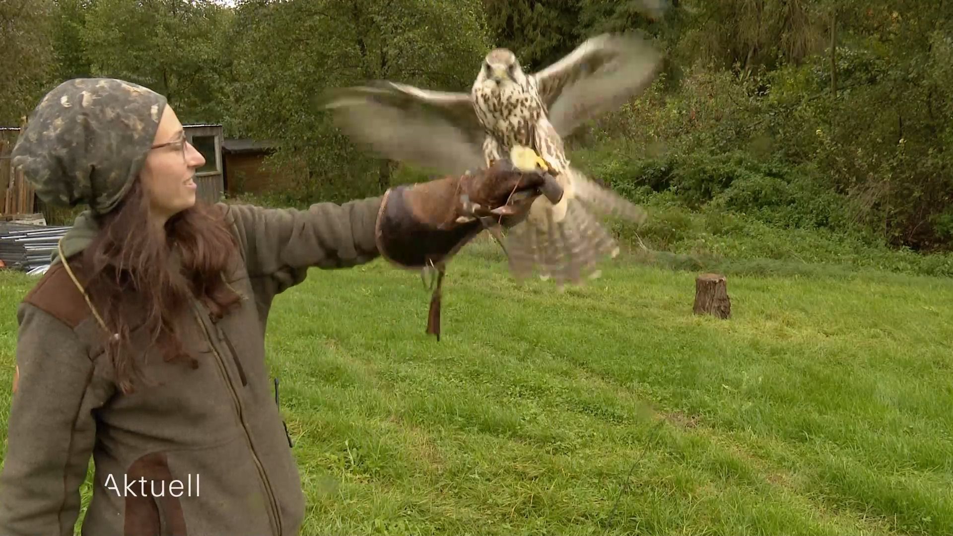 Unsichere Zukunft – Greifvogelpark kurz vor dem Aus?