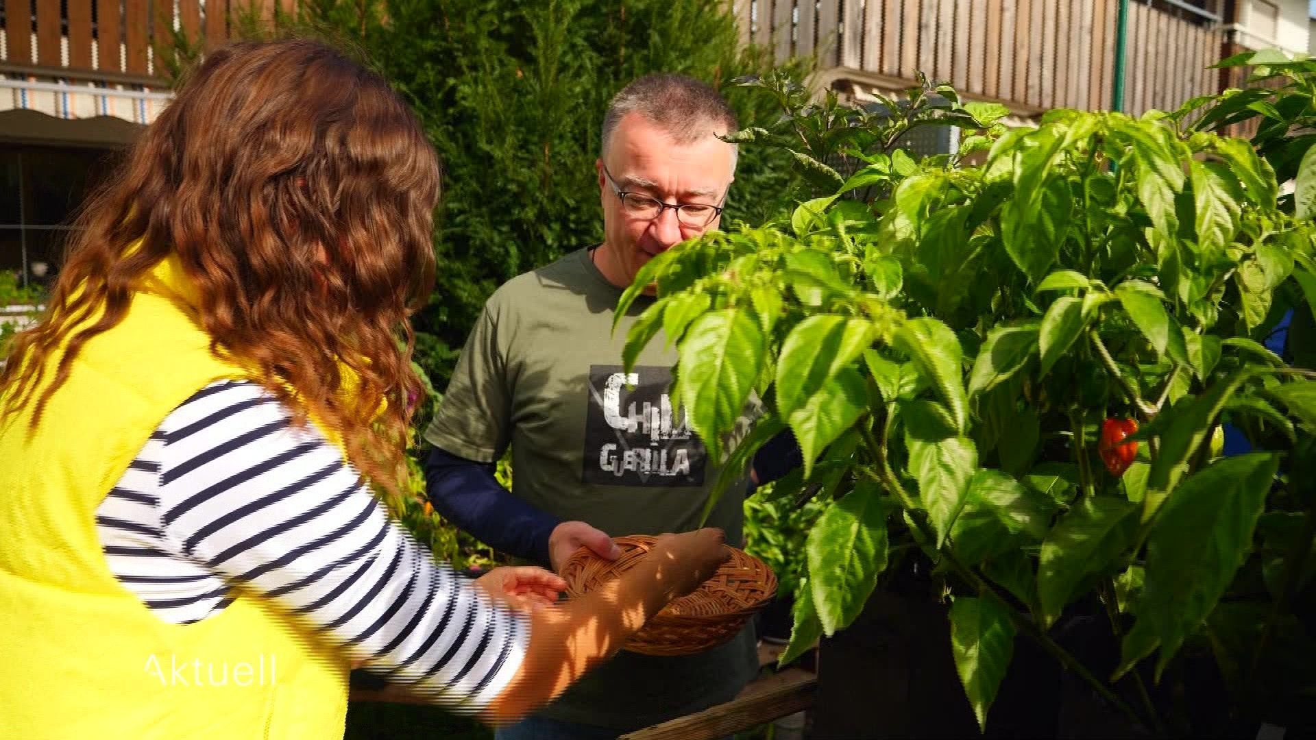 Chili-Ernte in der Region – Eine der besten Chili-Soßen Europas