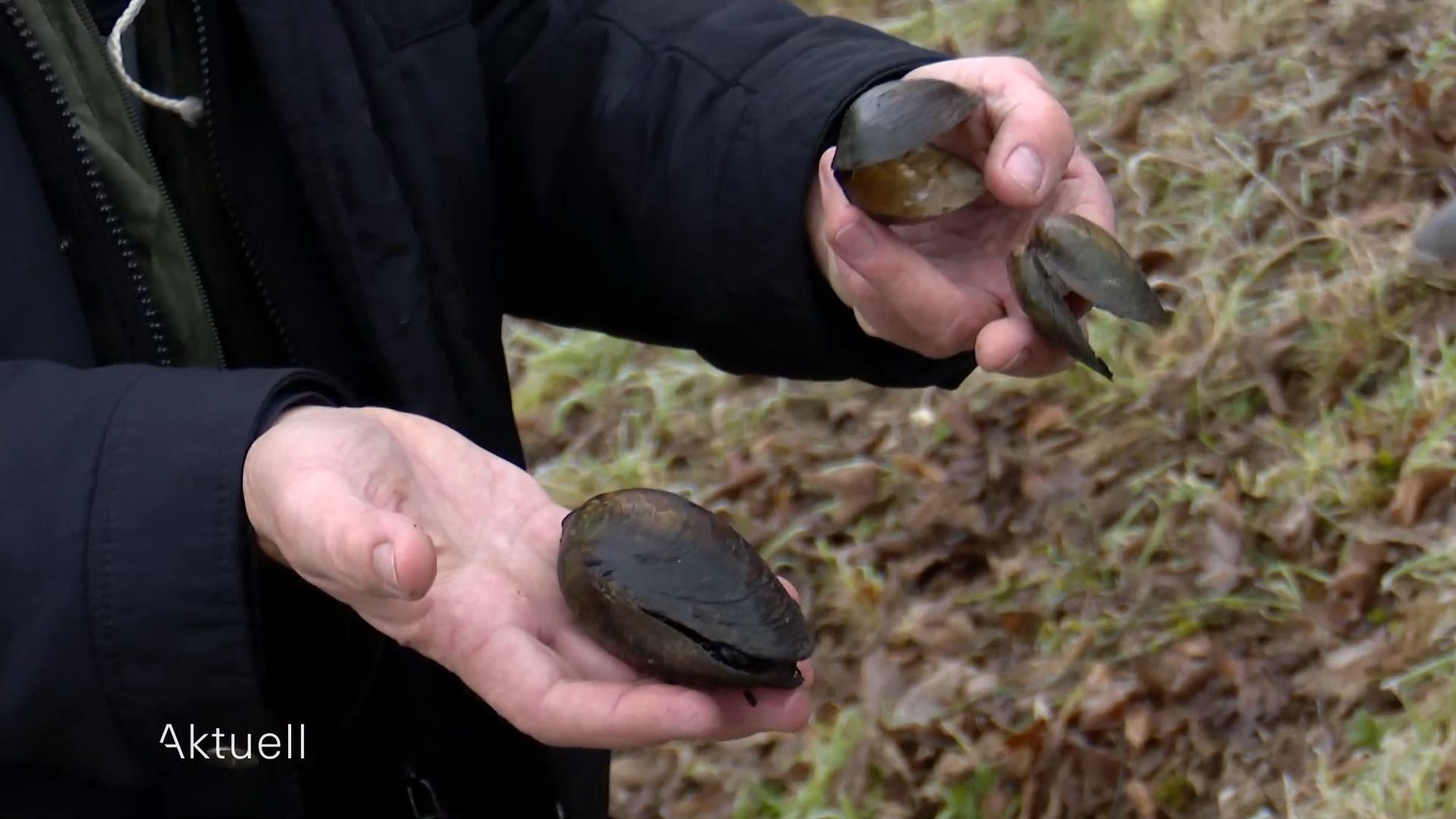 Umsiedlung von Bachmuscheln in Donauwörth