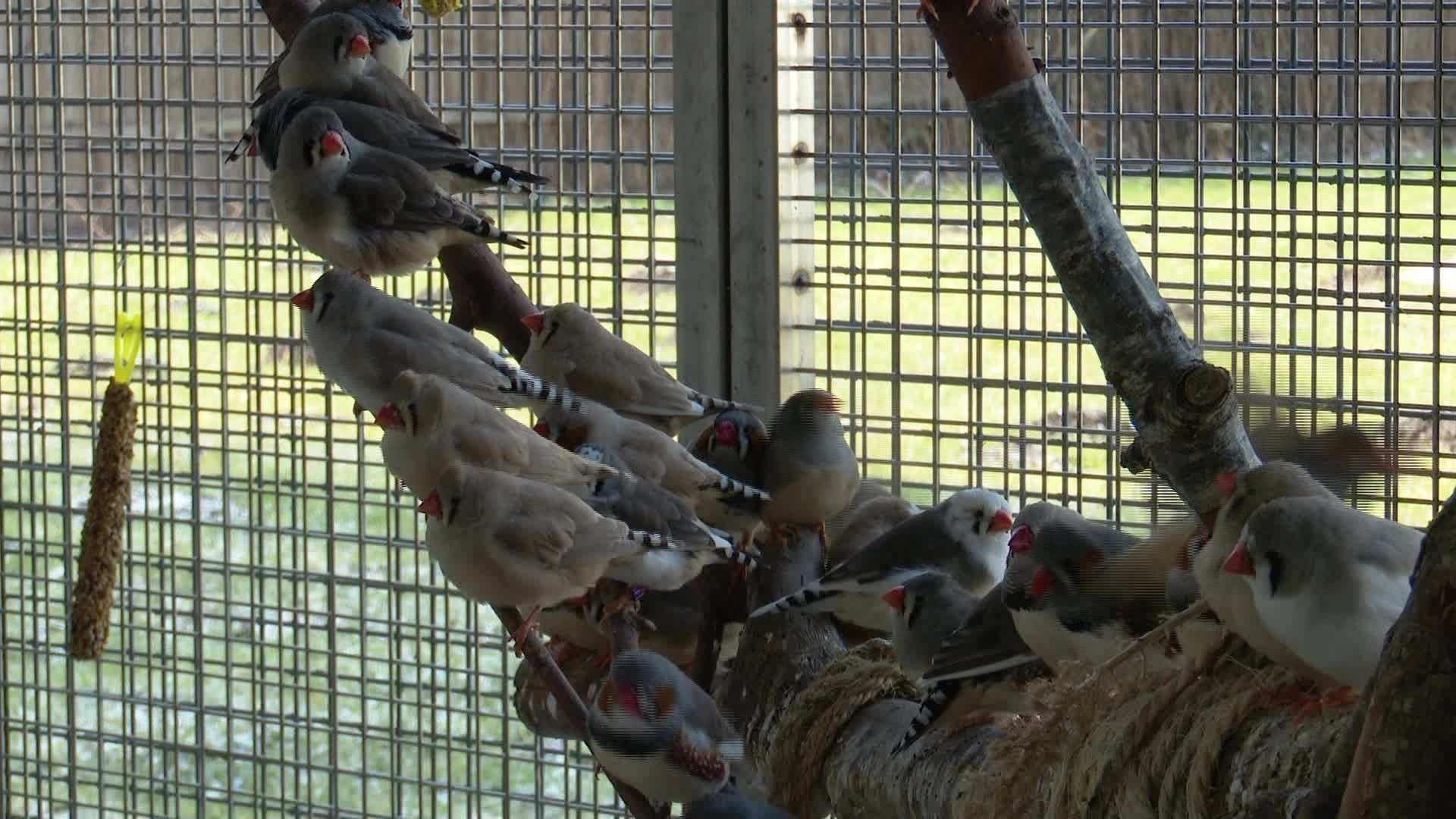 Animal Hoarding – Wenn Tierliebe Tierleid verursacht