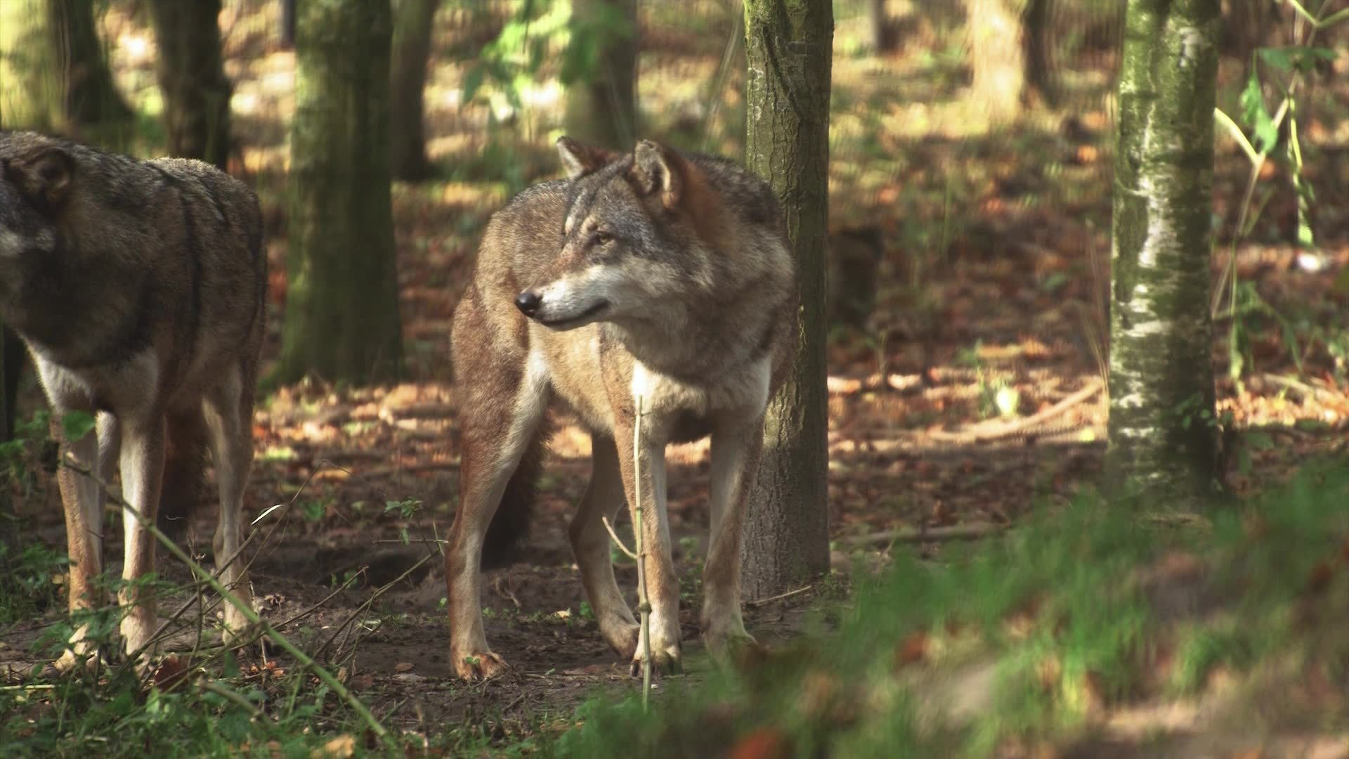 Video: Reform des bayerischen Jagdgesetzes in Planung