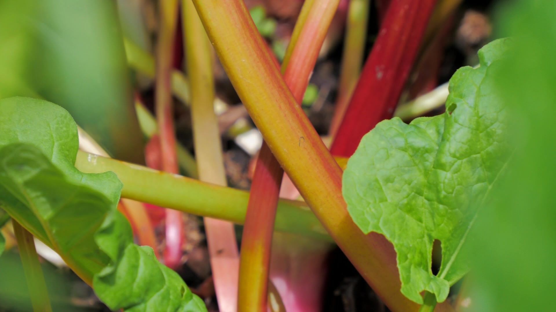Video: Vielfältiges Gemüse – es ist Rhabarber Zeit