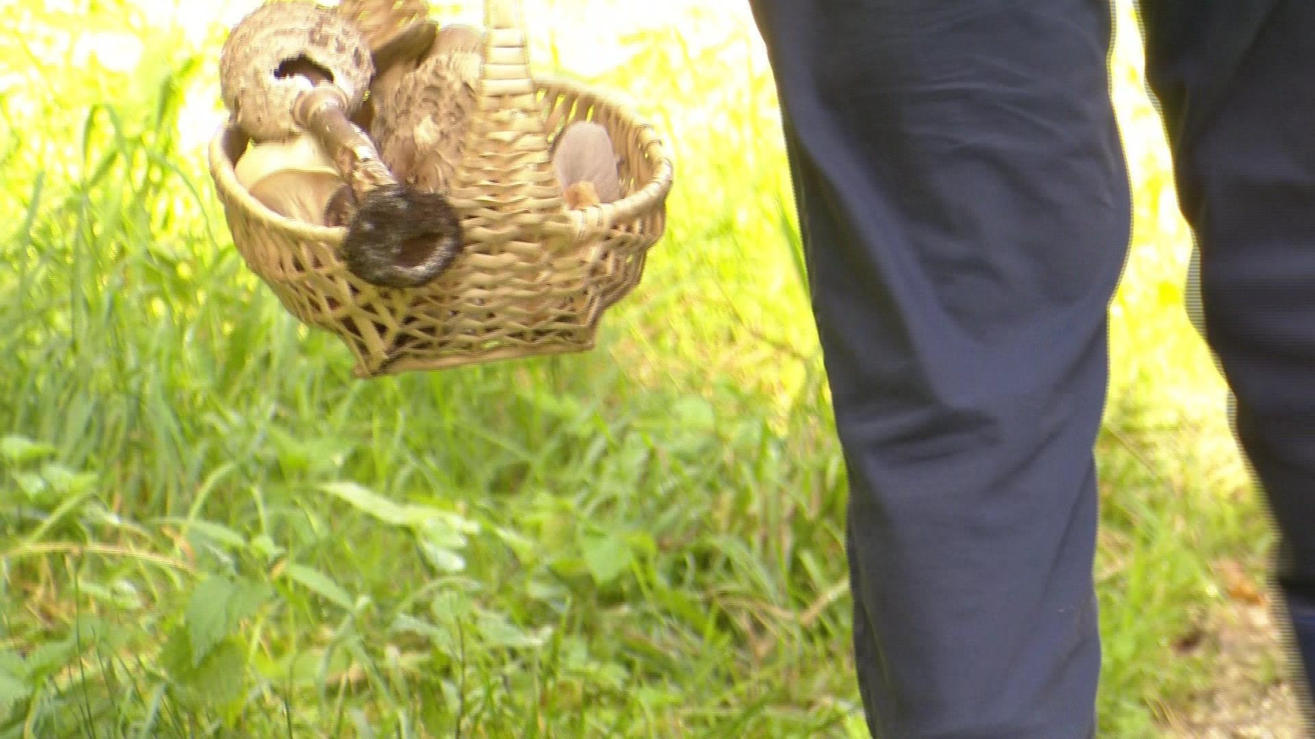 Schatzsuche im Wald - Die Pilzsaison hat begonnen