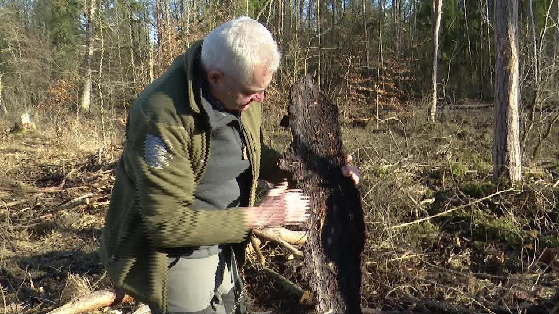 Video: Regenjahr bremst Borkenkäfer – Wald erholt sich spürbar