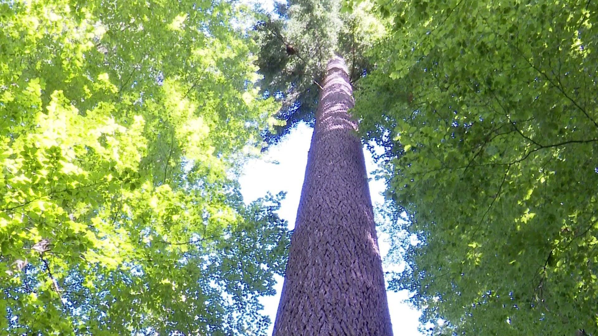 Video: Mischwälder und Douglasien - Zukunftssicherung für deutsche Wälder
