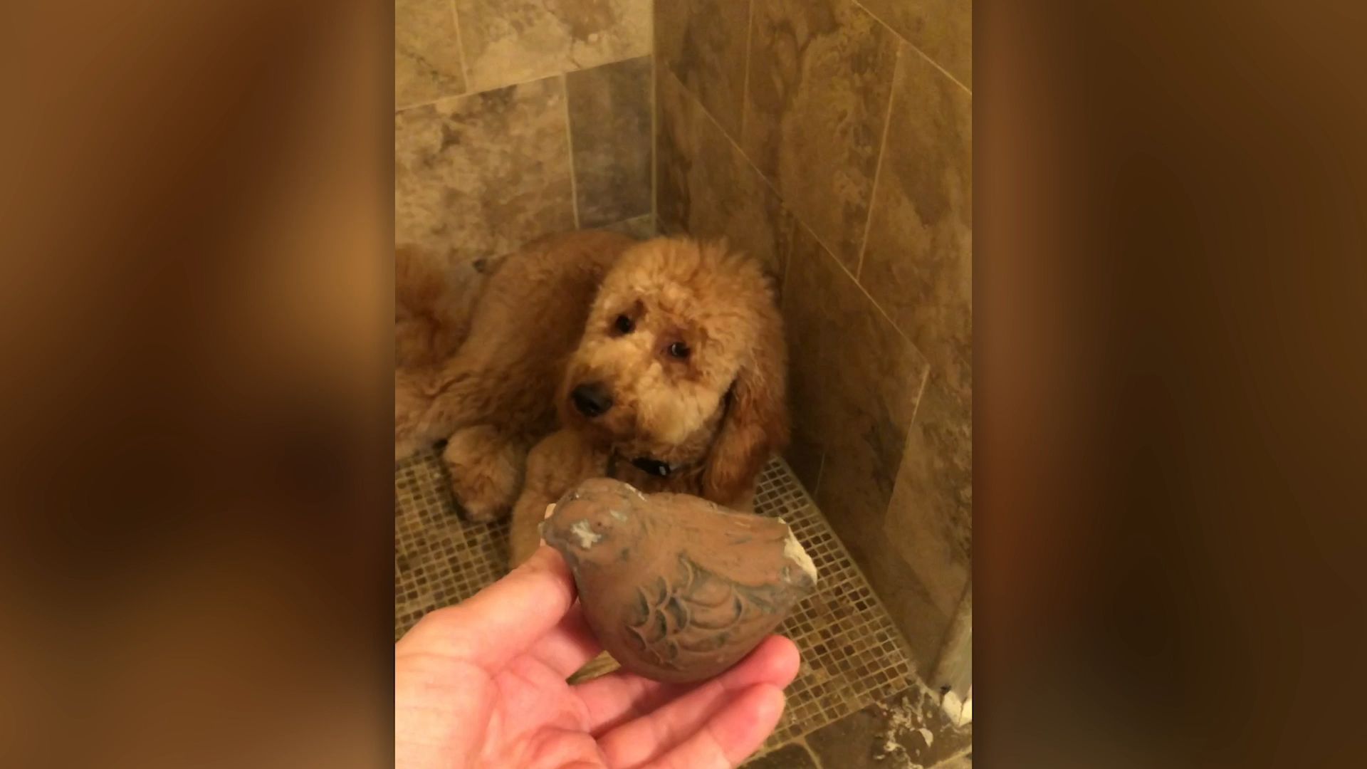 Dog will do anything to look innocent in front of his owner