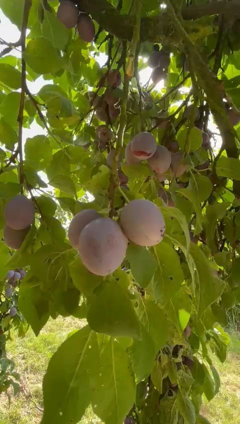Luisa Braun picks plums