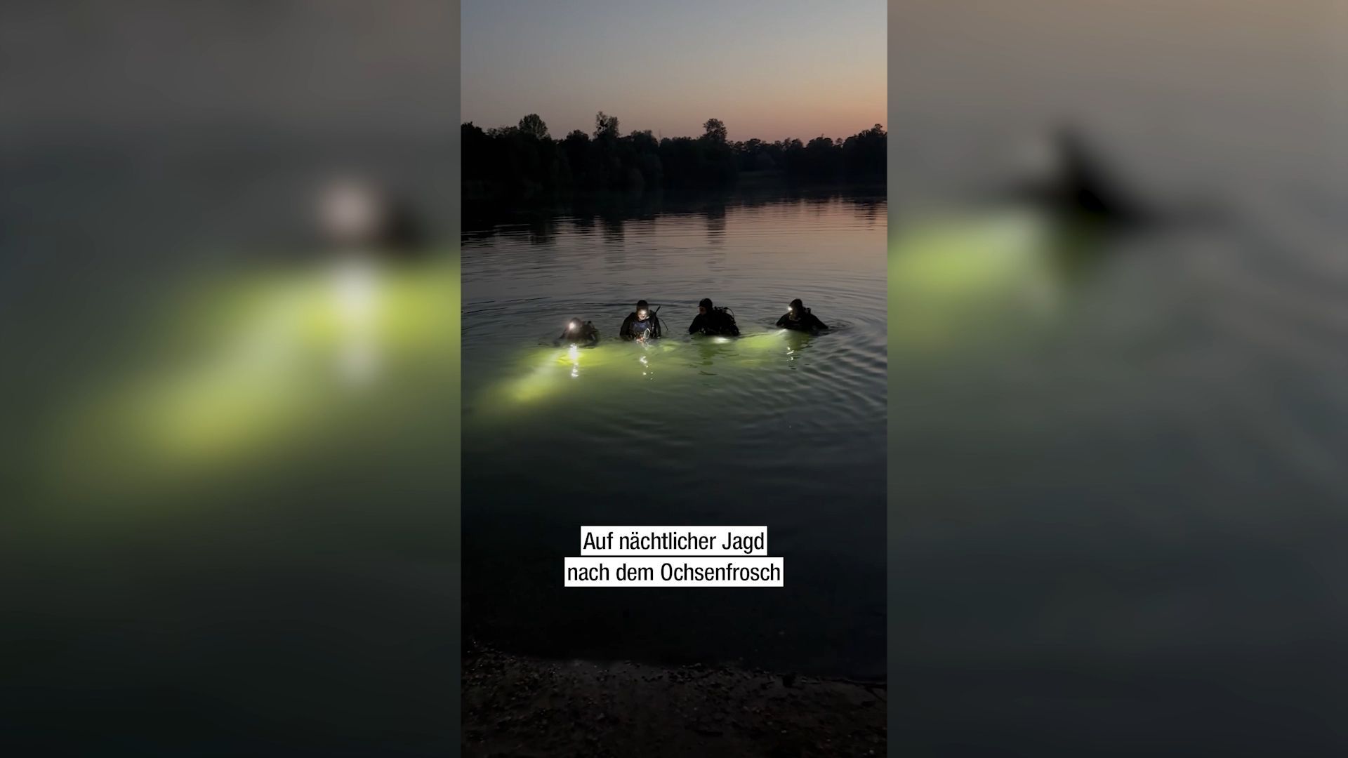 Video: Jagd nach dem Ochsenfrosch im Baggersee Streitköpfle in Linkenheim-Hochstetten