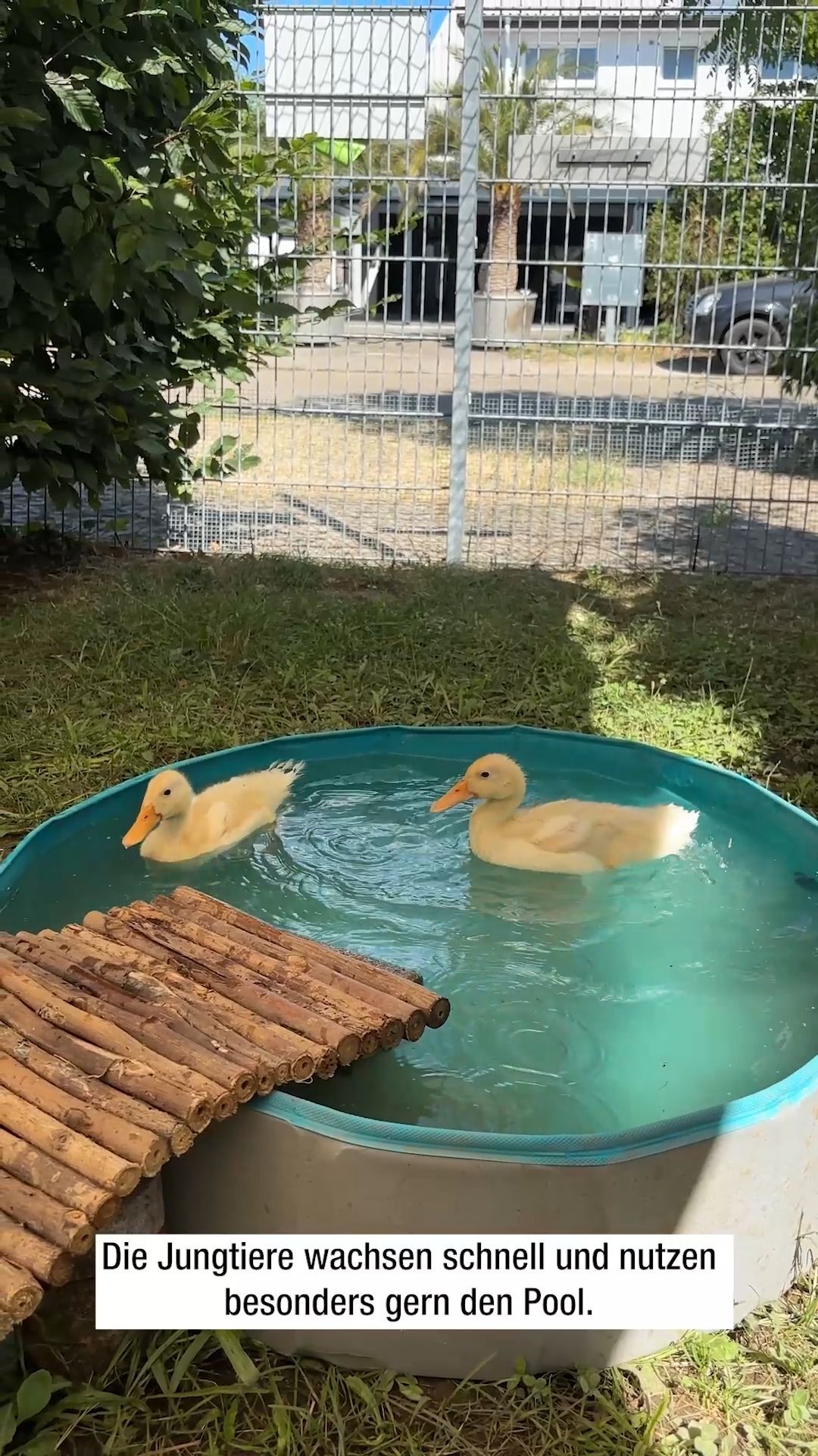 Video: Entenfamilie auf Firmengelände in Durmersheim