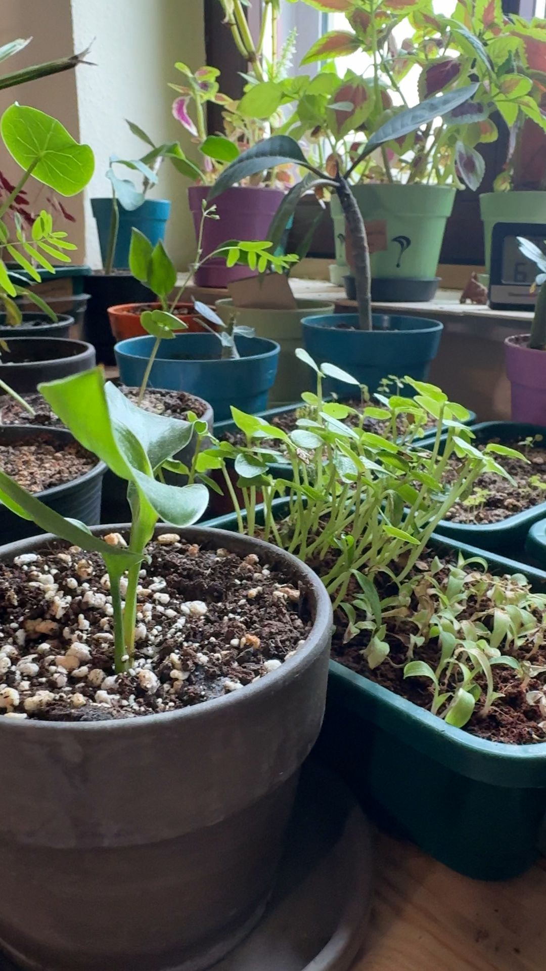 Gesunde Zimmerpflanzen dank "Pflanzpaket"