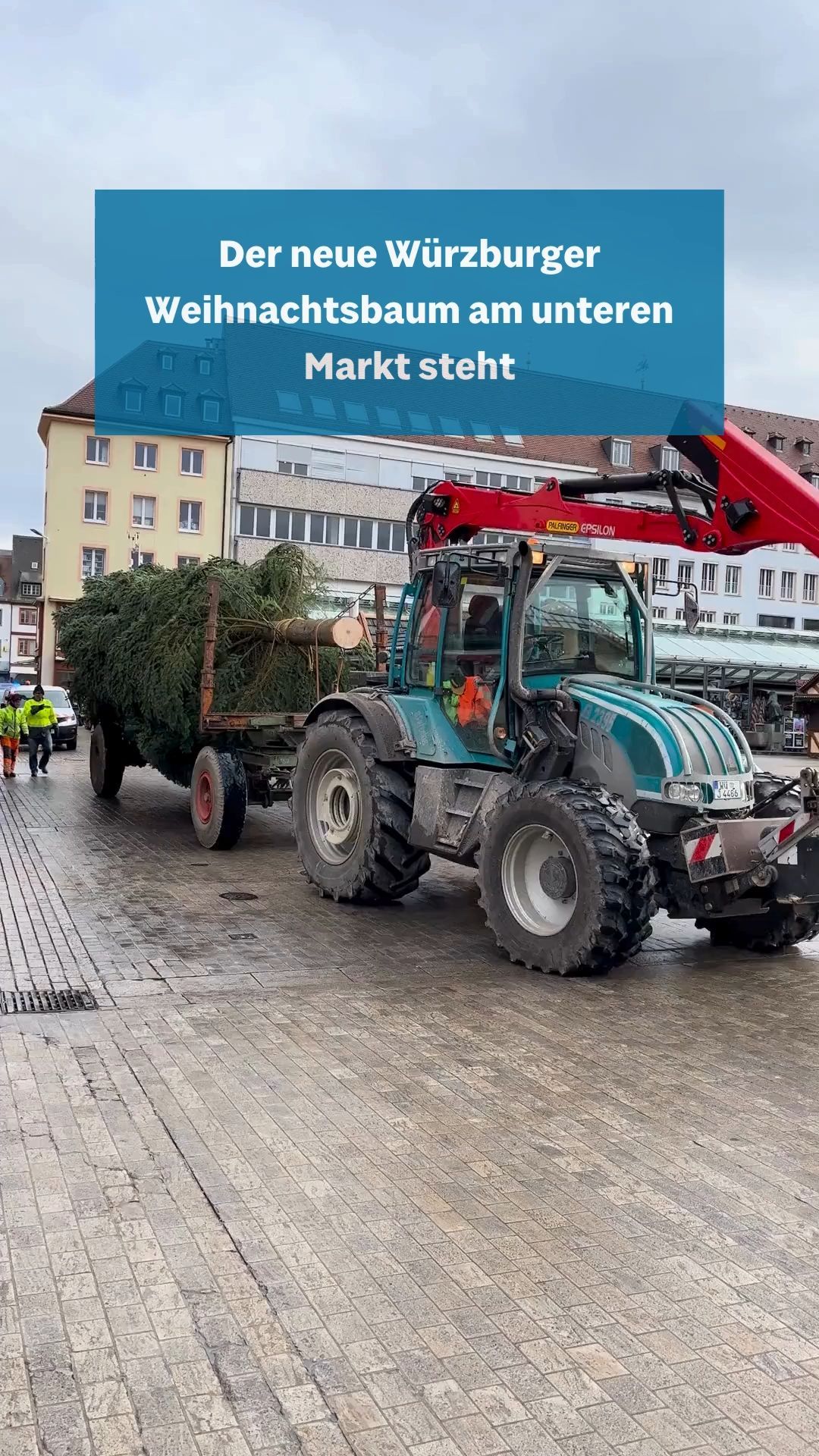 The new Würzburg Christmas tree at the lower market is standing