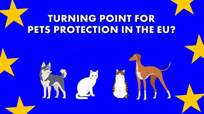 Wird das neue Tierschutzgesetz den illegalen Handel eindämmen?