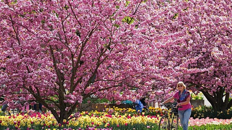 Video: Rosa Frühling: Hier blühen Deutschlands schönste Kirschbäume