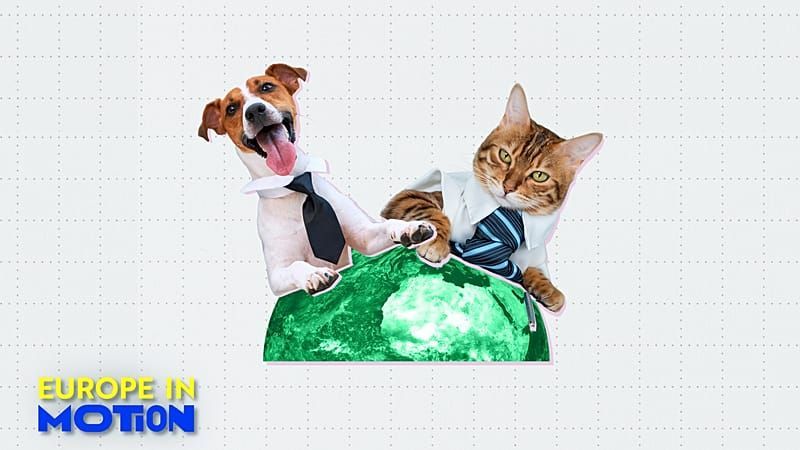 Hunde-und-Katzen-im-B-ro-Ja-oder-nein-Europas-tierfreundlichste-L-nder