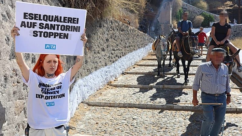 Video: Zoff in Griechenland: Eseltreiber verprügeln deutsche Tierschutz-Aktivistinnen