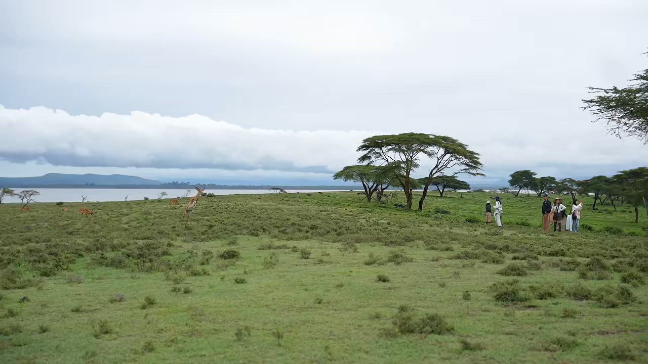 Nakuru County, Kenia – 05. Mai 2026Am 5. Mai 2026 teilte @Jeffrey auf Crescent Island in Kenia ein Video mit einem heiteren Moment, der eine Antilope auf einem offenen Feld zeigt. In dem Clip ist zu sehen, wie das Tier über das Grasland läuft und dabei lange, anmutige Sprünge macht, sodass es wirkt, als würde es durch die Luft fliegen. Während die Kamera der Bewegung folgt, springt die Antilope wiederholt weiter, während sie in die Ferne läuft.Die Aufnahmen halten die Geschwindigkeit und Wendigkeit der Antilope in der offenen Landschaft fest.