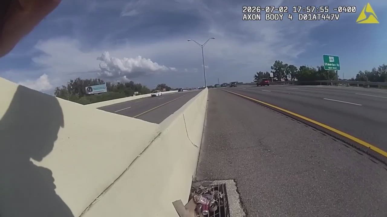 USA: Ducklings rescued after falling into rain drain on busy highway