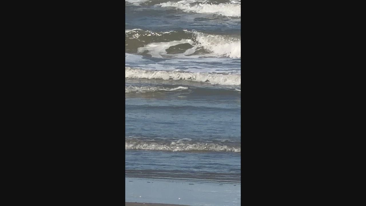 Video: Brasilien: Toter Wal treibt nahe am Strand, während Wellen seinen Körper in Praia Grande bewegen, Brasilien