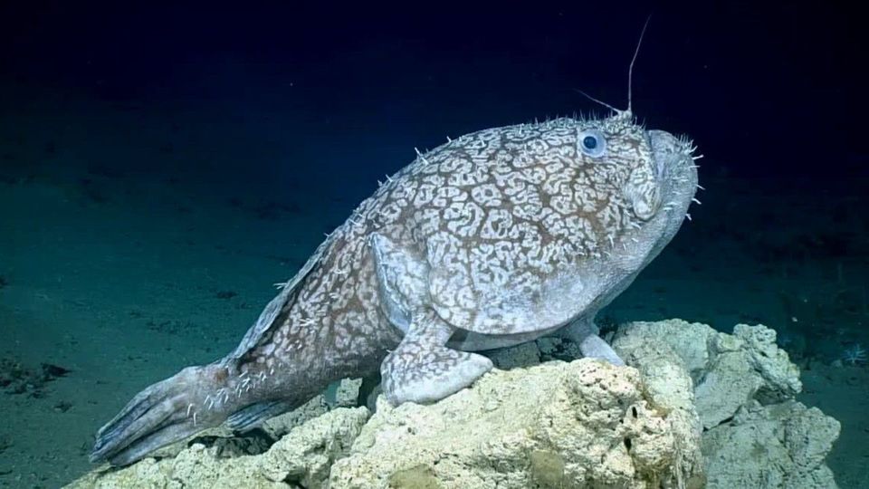 Forscher entdecken Riesen-Fisch, der Flossen als Beine benutzt