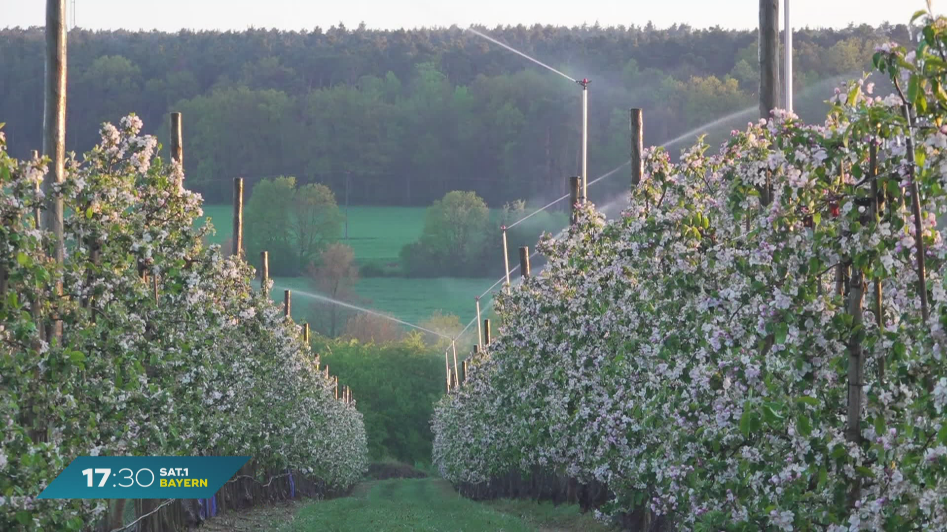 Frostbewässerung in Bayern: Blüten vor kalten Temperaturen schützen