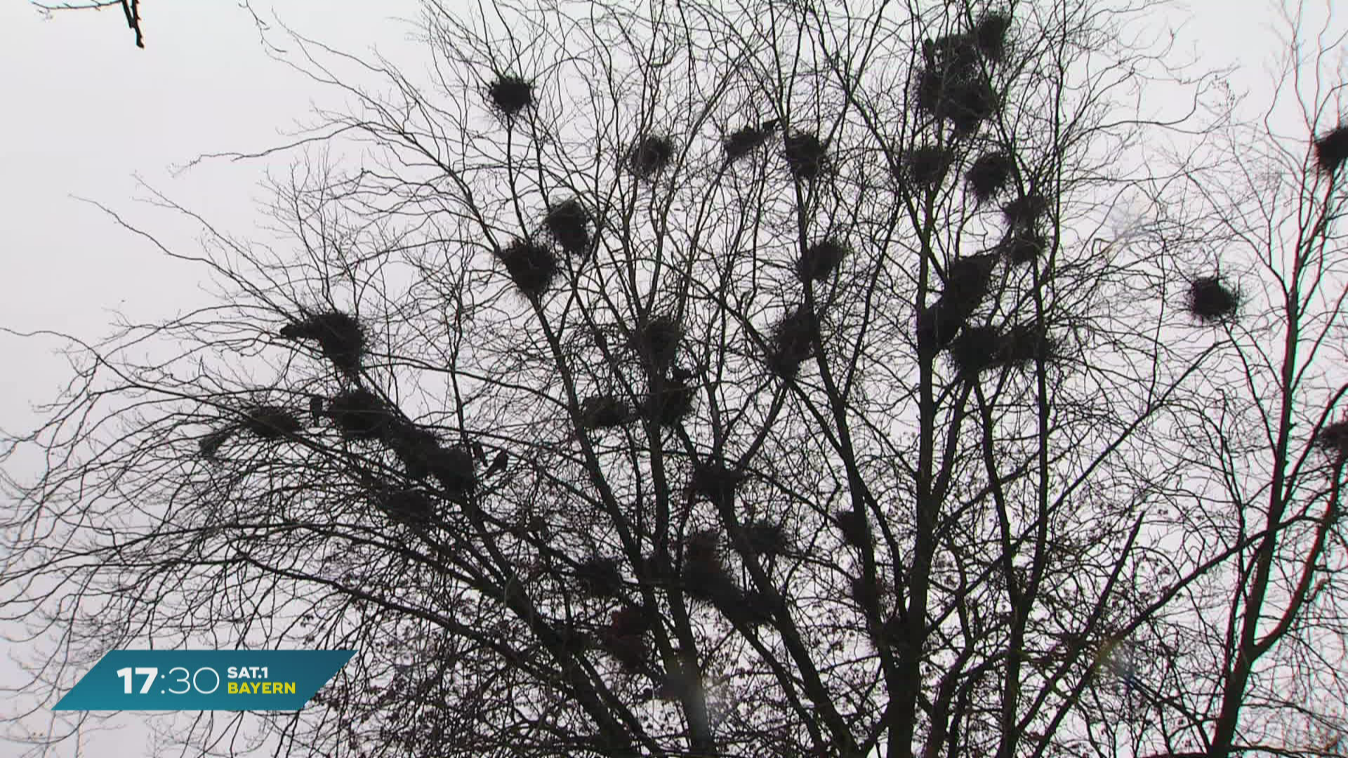 Brutzeit für Krähen: Memminger Friedhof mit Plage