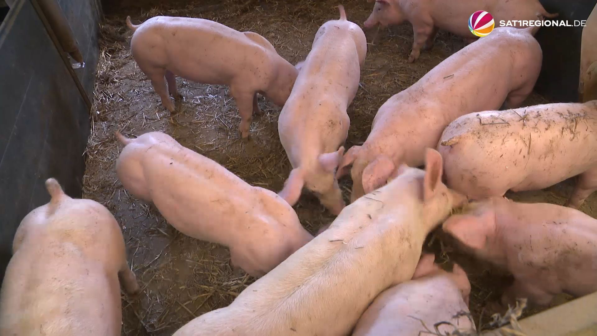 Schleswig-Holsteins Schweinehalter fordern Planungssicherheit bei Haltungsstufen