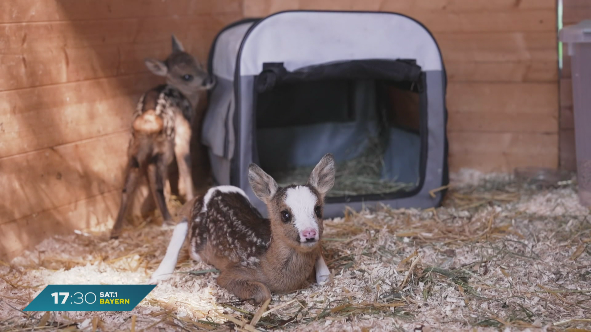 Von der Mama verstoßen: Auffangstation für Rehkitze in Roth