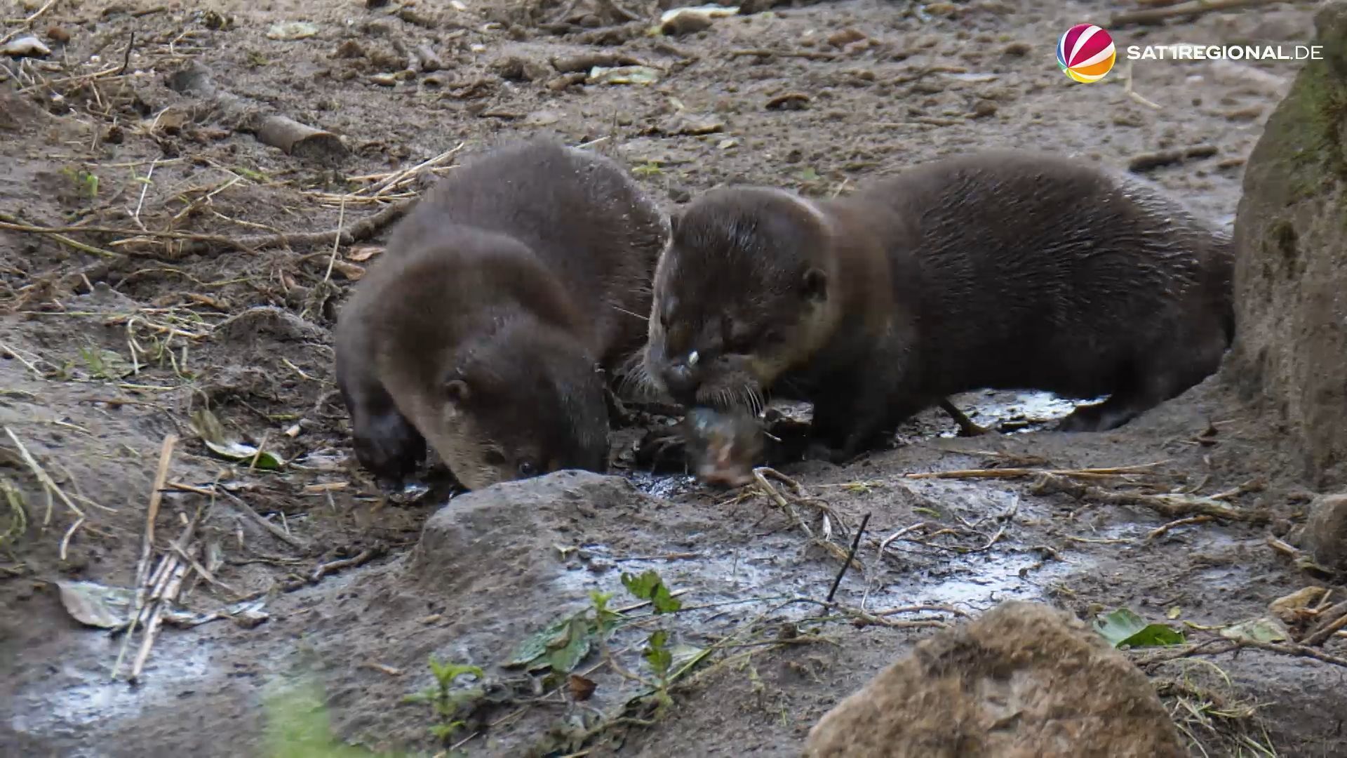 Niedlicher Otter-Nachwuchs in deutschem Wildpark