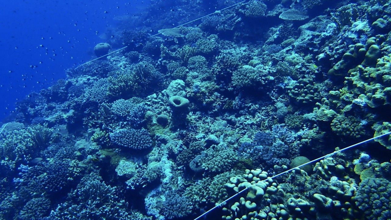 Studie zeigt Folgen der Meereserwärmung: Korallenriffe wachsen immer langsamer