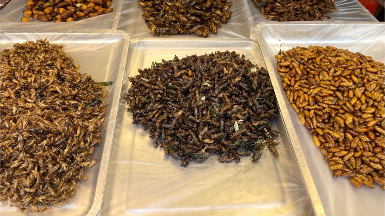 Singapur lässt 16 Insektenarten als Lebensmittel zu