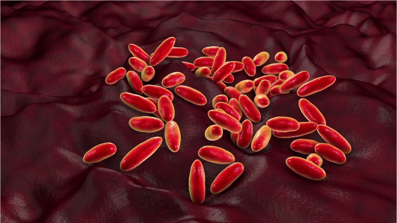 Rückkehr der Beulenpest: Ist die Mittelalter-Seuche heilbar?