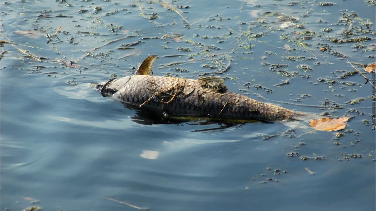 Hunderte tote Fische in Hamburger Alsterkanälen